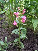 рожевий Квітка Пенстемон Багаторічний (Penstemon) фото