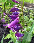 vijolična Cvet Vzhodni Penstemon, Hairy Beardtongue  fotografija