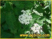 garden flowers white Egyptian star flower, Egyptian Star Cluster Pentas  photos, description, cultivation and planting, care and watering