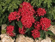 rød  Egyptisk Stjerne Blomst, Egyptisk Stjernehopen (Pentas) bilde