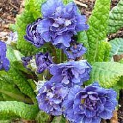 blau Blume Primel (Primula) foto