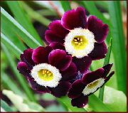 βουργουνδία λουλούδι Ηράνθεμο (Primula) φωτογραφία