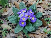 šviesiai mėlynas žiedas Raktažolė (Primula) nuotrauka