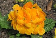 orange Blomst Primrose (Primula) bilde