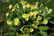 garden flowers yellow Primrose Primula  photos, description, cultivation and planting, care and watering