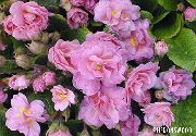 rožinis žiedas Raktažolė (Primula) nuotrauka
