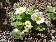 garden flowers white Primrose Primula  photos, description, cultivation and planting, care and watering