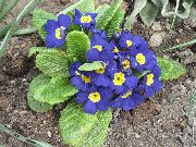 μπλε λουλούδι Ηράνθεμο (Primula) φωτογραφία
