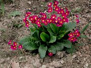 წითელი ყვავილების ფურისულას (Primula) ფოტო
