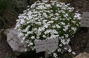 λευκό λουλούδι Thymeleaf Sandwort, Ιρλανδική Βρύα, Sandwort (Arenaria) φωτογραφία