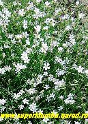 biela Kvetina Tunicflower (Petrorhagia) fotografie