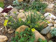 dzeltens Zieds Grozs Zelta (Alyssum) foto