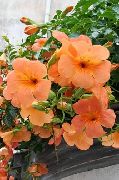 πορτοκάλι λουλούδι Πετούνια (Petunia) φωτογραφία