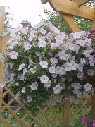 weiß Blume Petunie (Petunia) foto