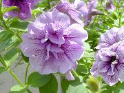 syrin Blomst Petunia  bilde