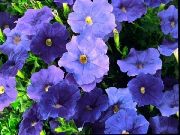 zils Zieds Petūnija (Petunia) foto
