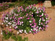 ვარდისფერი ყვავილების Petunia  ფოტო