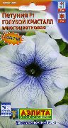 ljusblå Blomma Petunia  foto