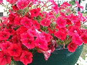 röd Blomma Petunia  foto
