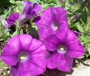 purpurowy Kwiat Petunia  zdjęcie