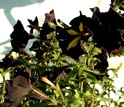 negro Flor Petunia  foto