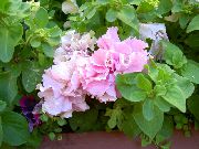 růžový Květina Petúnie (Petunia) fotografie