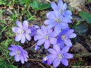 Печіночниця блакитний Квітка