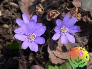lilac Bláth Liverleaf, Aelus, Hepatica Roundlobe (Hepatica nobilis, Anemone hepatica) grianghraf