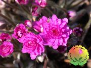 ვარდისფერი ყვავილების Liverleaf, Liverwort, Roundlobe Hepatica (Hepatica nobilis, Anemone hepatica) ფოტო