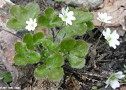 თეთრი ყვავილების Liverleaf, Liverwort, Roundlobe Hepatica (Hepatica nobilis, Anemone hepatica) ფოტო