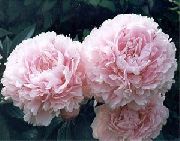 ροζ λουλούδι Παιωνία (Paeonia) φωτογραφία