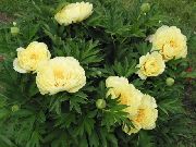 keltainen Kukka Pioni (Paeonia) kuva