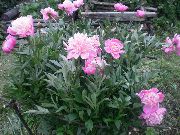 rosa Blomma Pion (Paeonia) foto