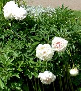 hvit Blomst Peon (Paeonia) bilde