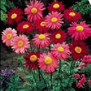 rdeča Cvet Naslikal Daisy, Zlato Pero, Zlati Feverfew (Pyrethrum hybridum, Tanacetum coccineum, Tanacetum parthenium) fotografija