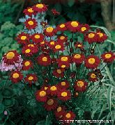jak wino Kwiat Złocienia (Pyrethrum hybridum, Tanacetum coccineum, Tanacetum parthenium) zdjęcie