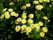 жут Цвет Насликао Даиси, Златно Перо, Златни Хризантема (Pyrethrum hybridum, Tanacetum coccineum, Tanacetum parthenium) фотографија