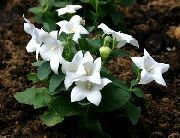 білий Квітка Шірококолокольчік (Платикодон) (Platycodon) фото