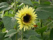 gelb  Sonnenblume (Helianthus annus) foto