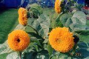 orange  Sonnenblume (Helianthus annus) foto