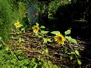κίτρινος λουλούδι Ηλιοτρόπιο (Helianthus annus) φωτογραφία