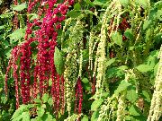 Amaranthus, Dragoste-Minciuni-Sângerare, Kiwicha burgundia Floare