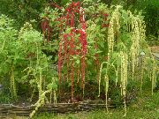 vit Blomma Amaranthus, Kärlek-Lies-Blödning, Kiwicha (Amaranthus caudatus) foto