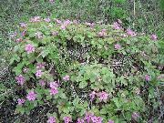 розе Цвет Арцтиц Малина, Купина Арктик (Rubus arcticus) фотографија