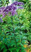 vijolična Cvet Vijolična Joe Pye Plevela, Sladko Joe Pye Weed (Eupatorium) fotografija