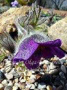 púrpura  Flor Del Viento (Pulsatilla) foto