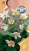 λευκό  Pasque Λουλούδι (Pulsatilla) φωτογραφία
