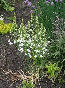 λευκό λουλούδι Αστέρι-Του-Βηθλεέμ (Ornithogalum) φωτογραφία