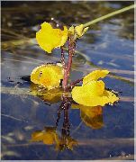 amarelo Flor Bladderwort (Utricularia vulgaris) foto
