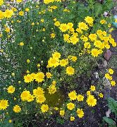 žuti Cvijet Zlatna Marguerite, Dyer Je Kamilica (Anthemis tinctoria, Anthemis hybrida) foto